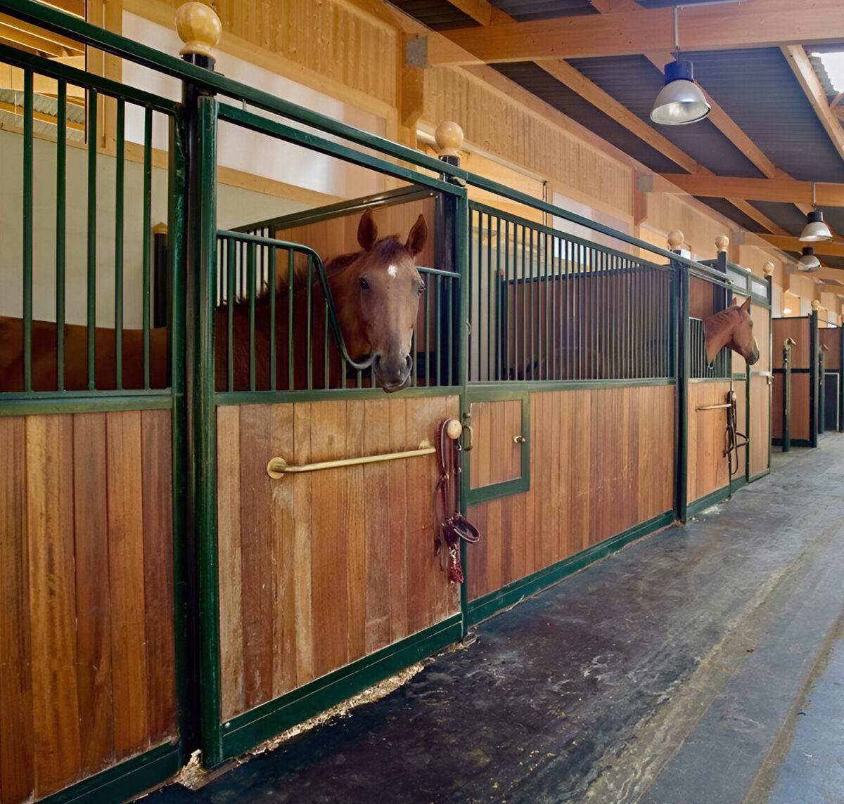 Pension cheval Haras de Castellane - Pertuis, Luberon, Provence